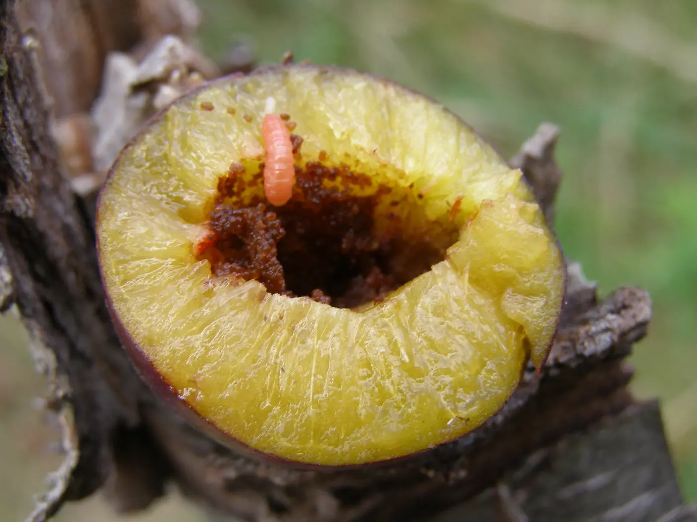 owocówka śliwkóweczka
