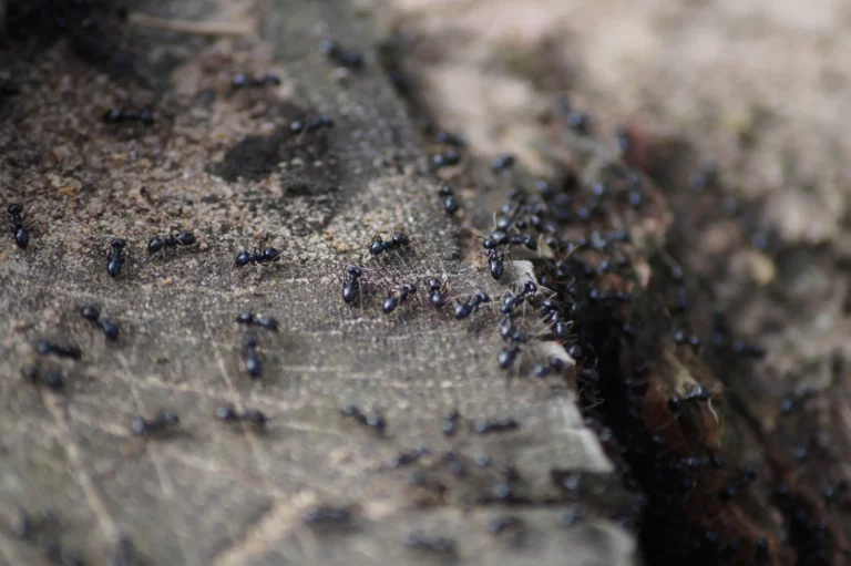 mrówki w ogrodzie na liściach upraw