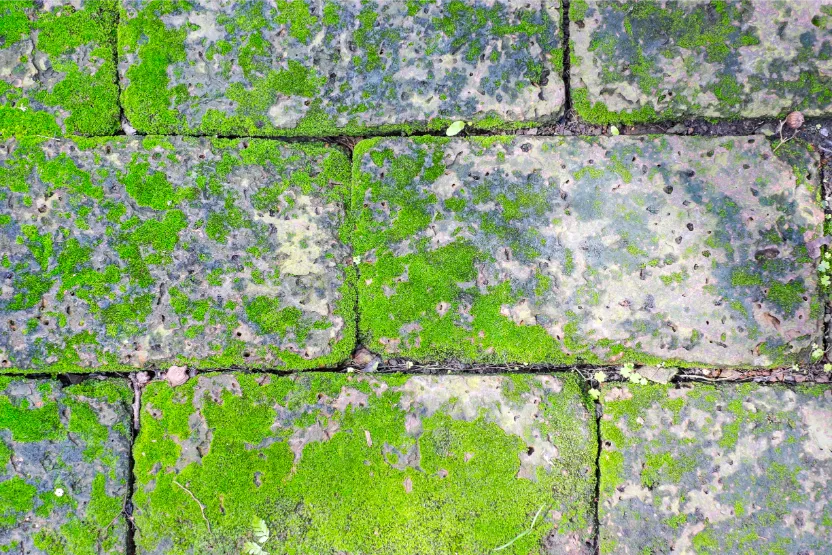 nalot na kostce brukowej