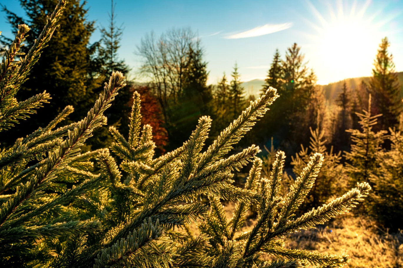pięknie wyglądające iglaki po jesiennym nawożeniu