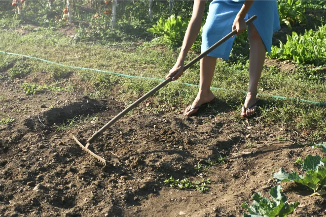 przygotowanie podłoża pod borówki