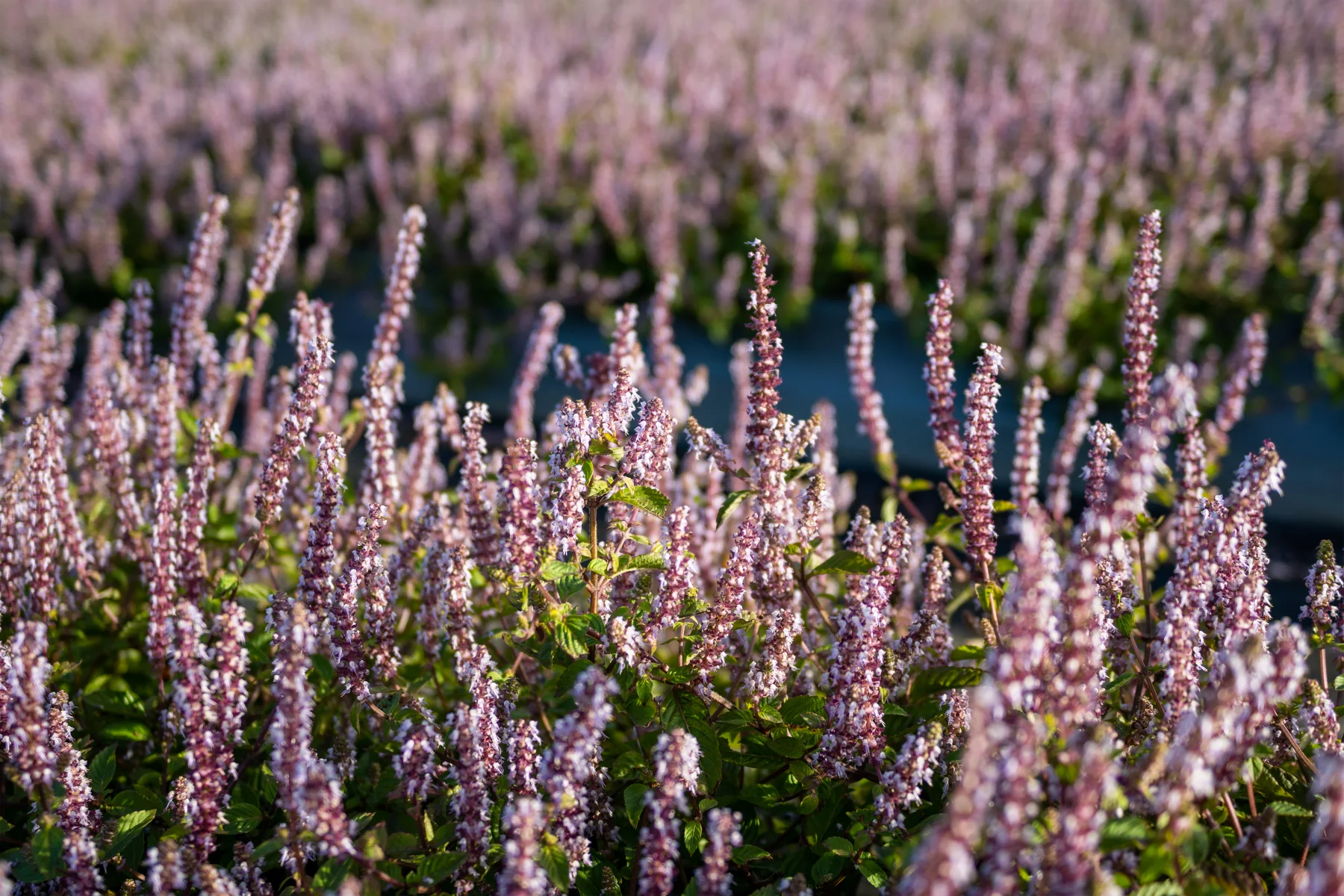 zbliżenie na jedną z odmian wrzosów