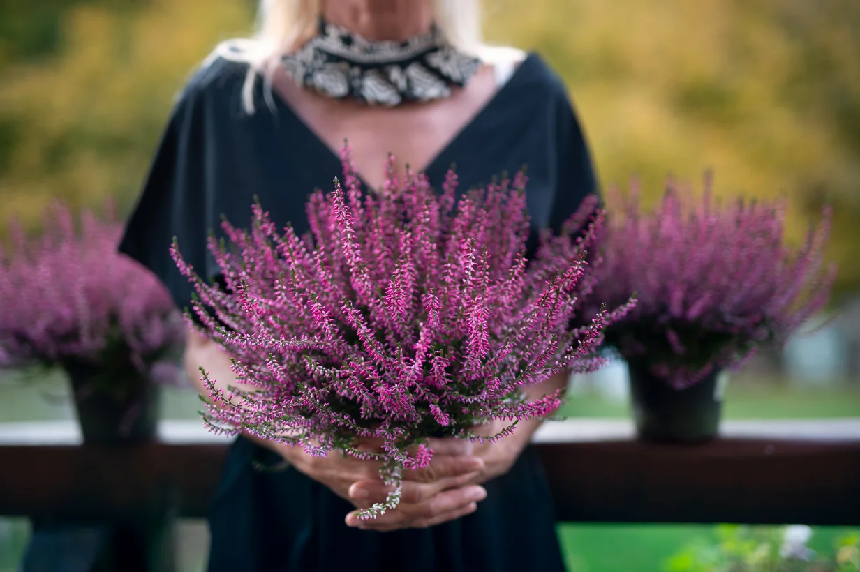 kobieta trzymająca wrzosy