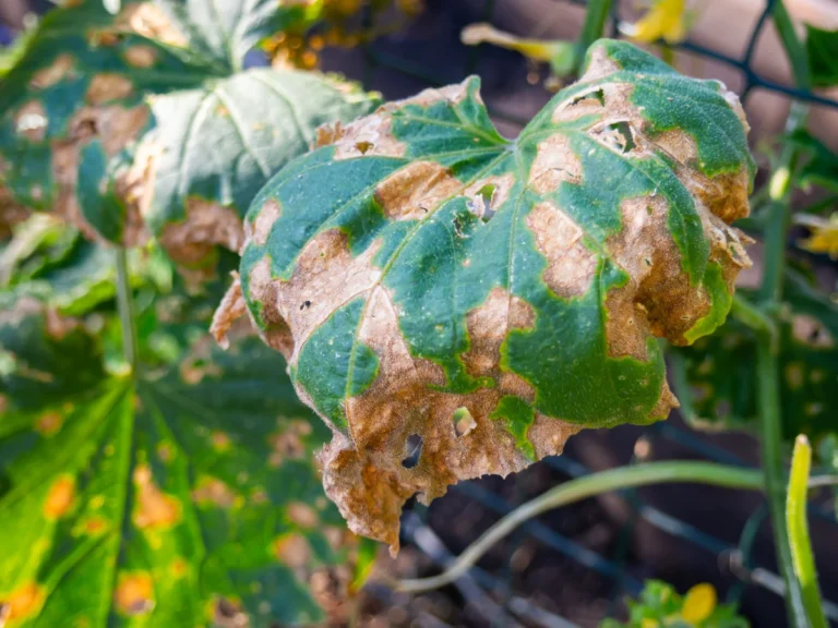 przykład choroby alternarioza ogórka