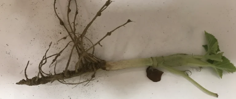 zdjęcie choroby czarna zgnilizna korzeni ogórka