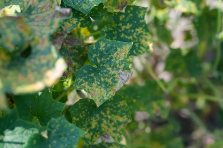 przykład choroby kanciasta plamistość ogórka