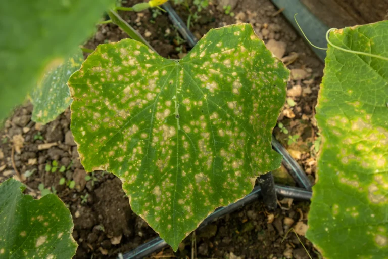 przedstawienie przykładu choroby korynesporoza dyniowatych na liściu ogórka