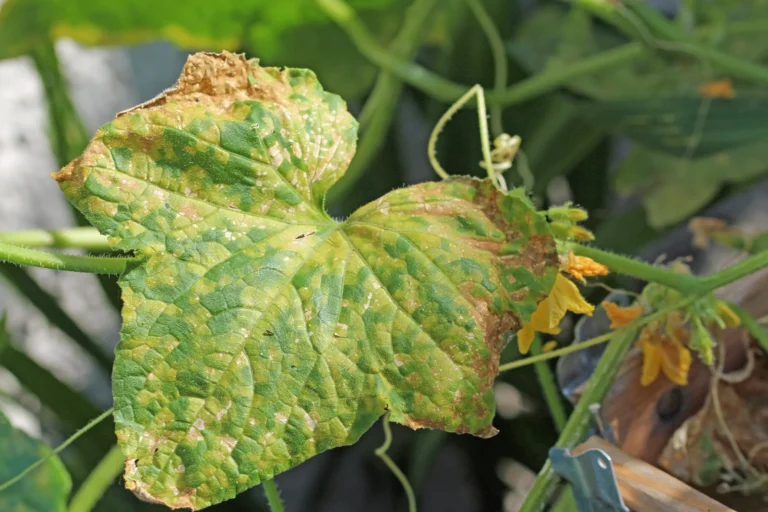 wygląd choroby mączniak rzekomy ogórka na liściu