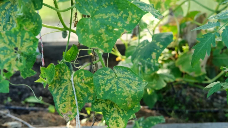 przykład choroby moziaka ogórka