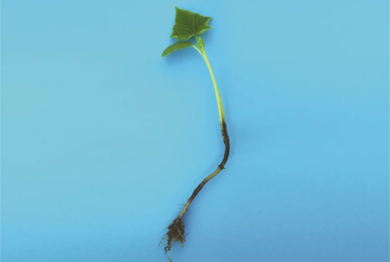 zdjęcie choroby zgorzel siewek ogórków