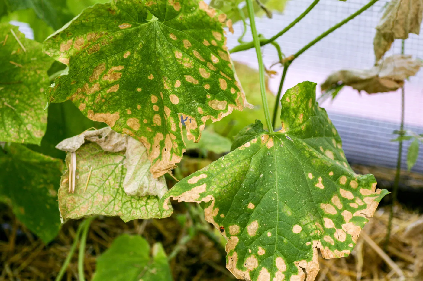 choroby ogórków zgniłe liście