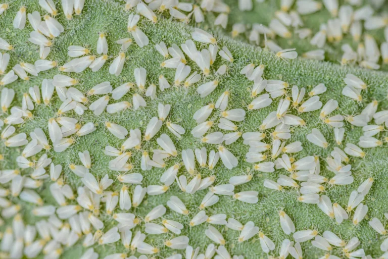 obraz mączlika szklarniowego