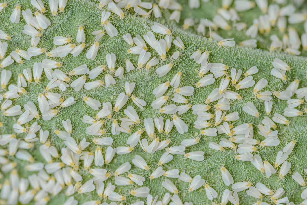 obraz mączlika szklarniowego