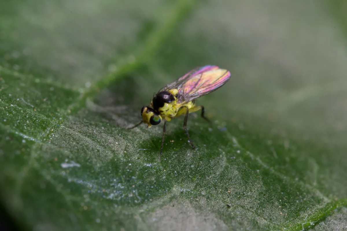 miniarka dorosły owad