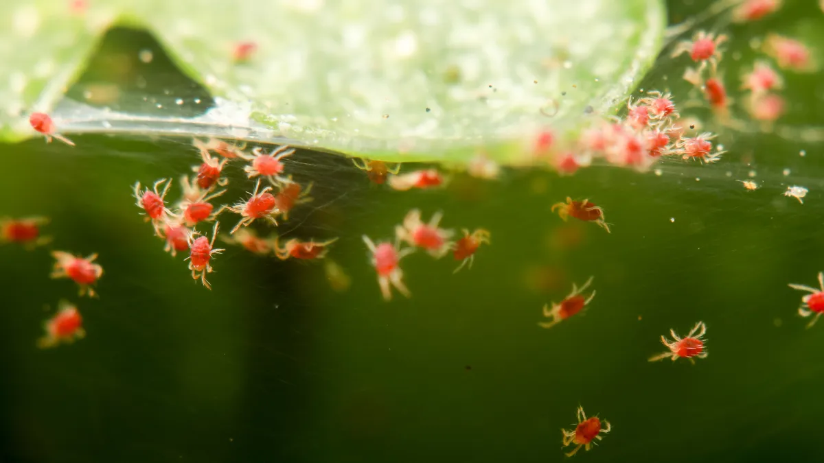 przędziorki w ogórku