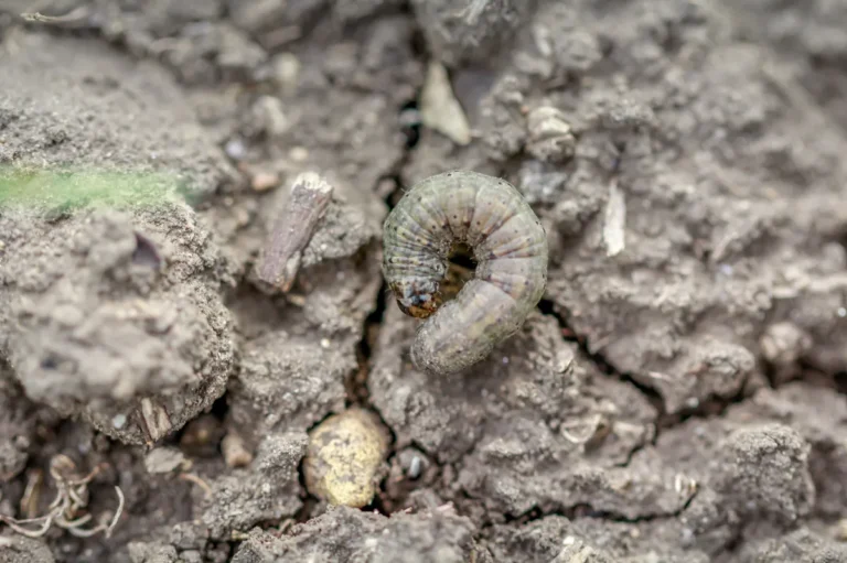 gąsienice na ogórkach