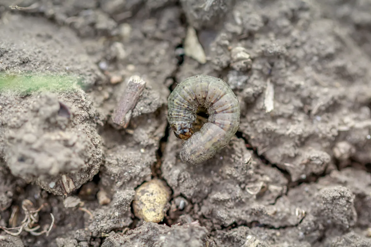 gąsienice na ogórkach