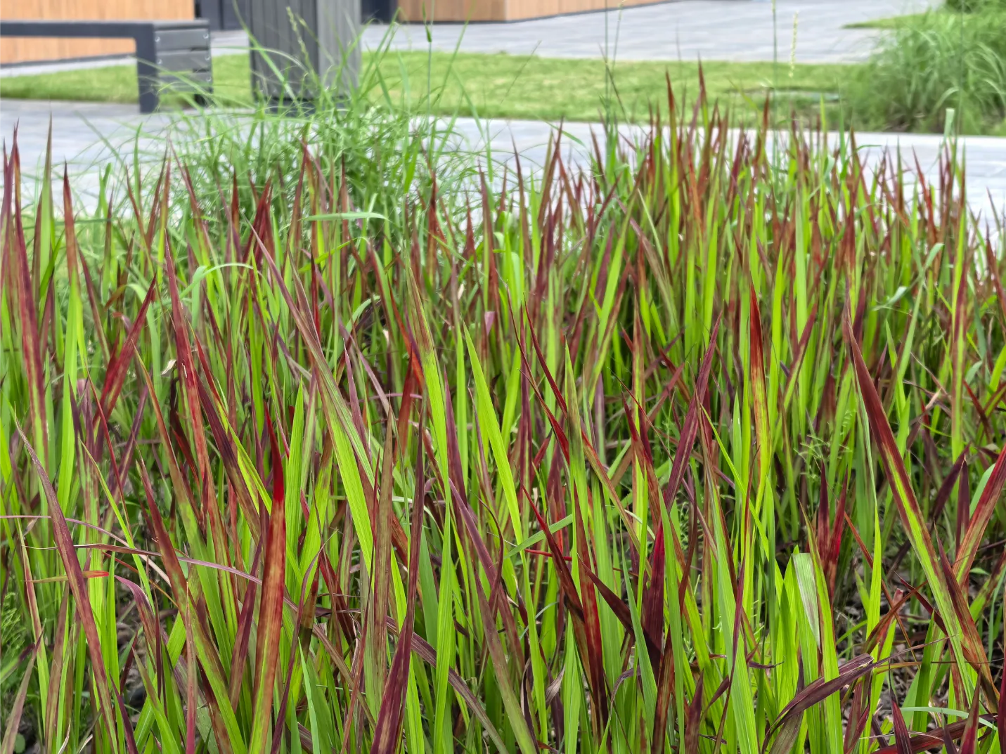 trawa ozdobna imperata